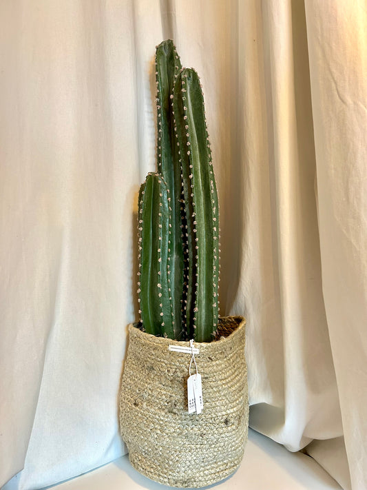 Cactus en pot Hauteur 104cm